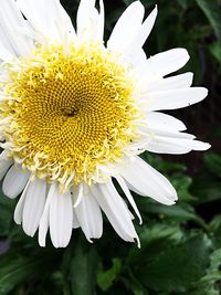 Close-up of yellow flower