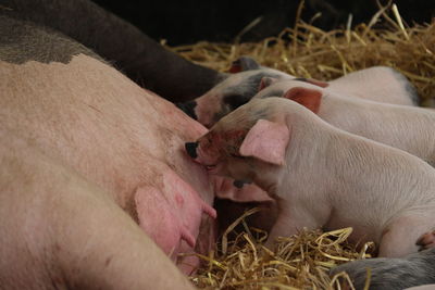 Piggy piggy
piglets feeding from their mother.