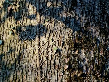 Full frame shot of tree trunk