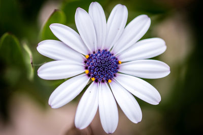 Close-up of purple flower