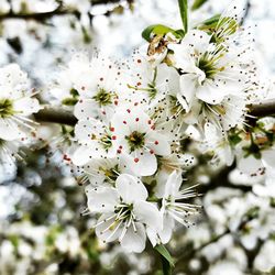 Close-up of cherry blossoms