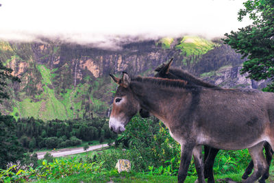 Horse standing on field against sky