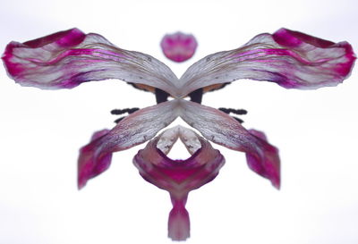 Close-up of flowers over white background