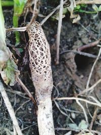 High angle view of a reptile on field