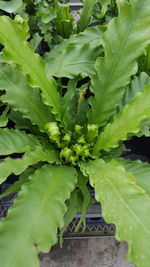 Close-up of fresh green cactus plant