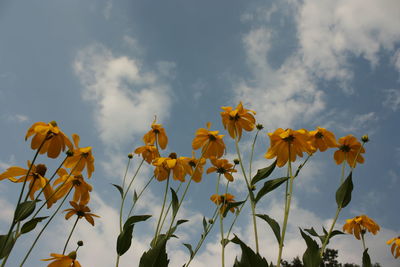 Low angle view of yellow flowers blooming against sky