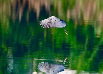 Bird flying over lake