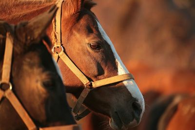 Close-up of a horse