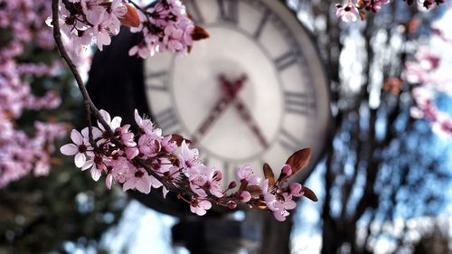 Close-up of pink flowers blooming on tree