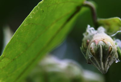 Close-up of raindrops on leaf