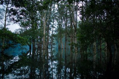 Low angle view of trees in forest