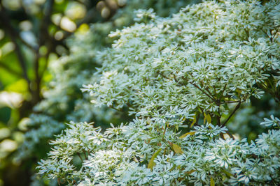 Close-up of white flowering plant