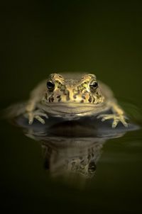 Close-up portrait of turtle in water