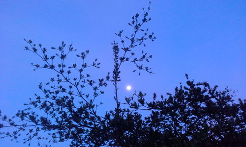 Low angle view of silhouette tree against blue sky