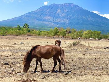 Horse grazing on field against mountain