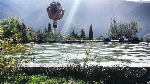 Sun shining through trees