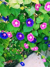 Close-up of pink flower