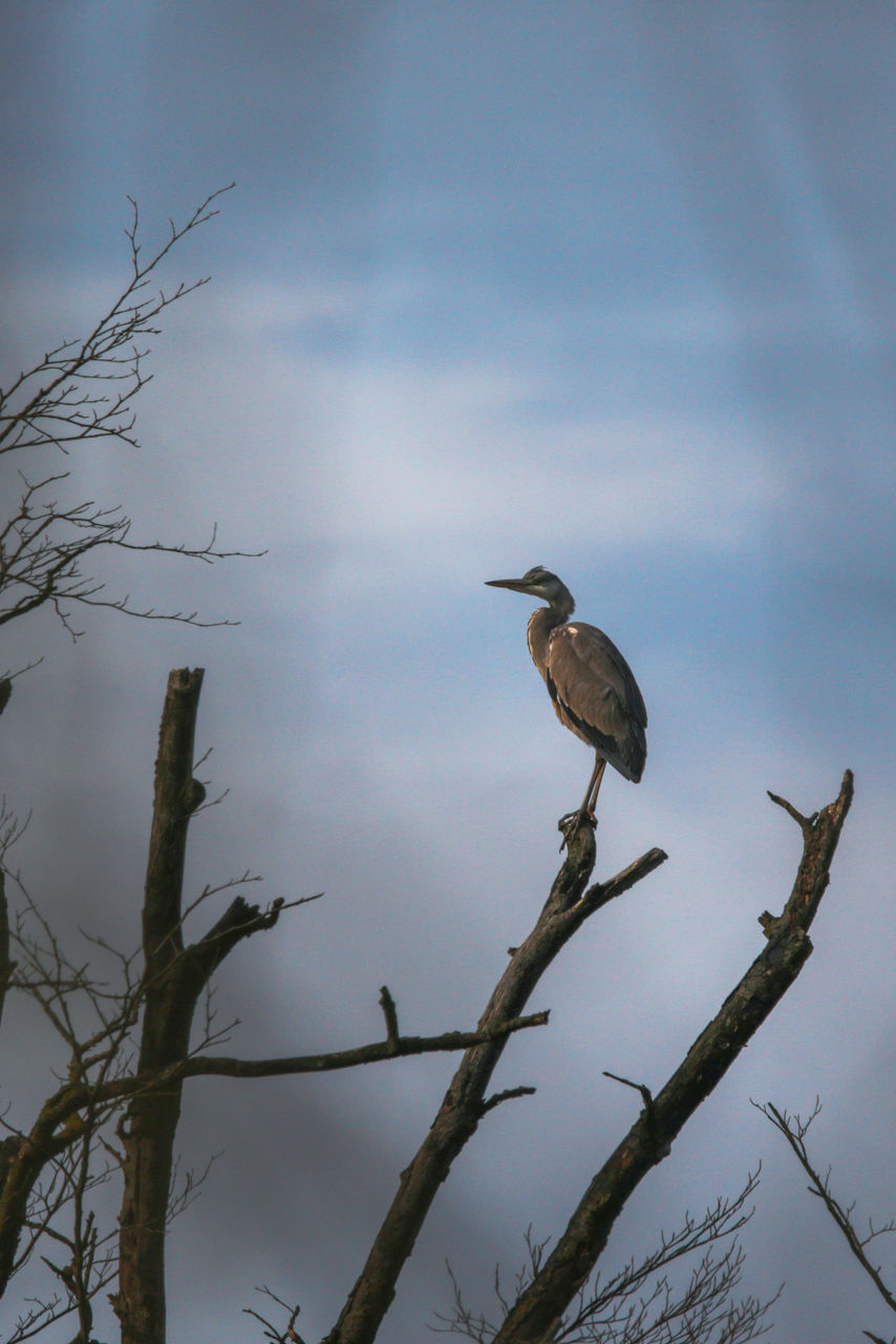 animal themes, animal wildlife, animal, bird, wildlife, nature, one animal, perching, tree, plant, branch, sky, no people, outdoors, beauty in nature, full length, cloud