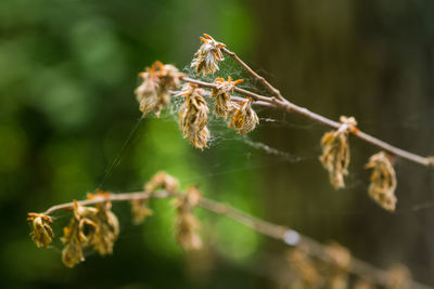 Close-up of spider on web