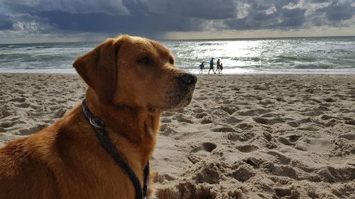 Hund und meer