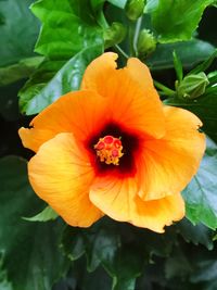 Close-up of orange hibiscus blooming outdoors