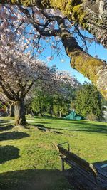 Trees in park against sky