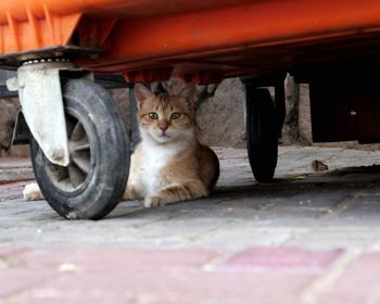 Portrait of tabby cat under dumpster