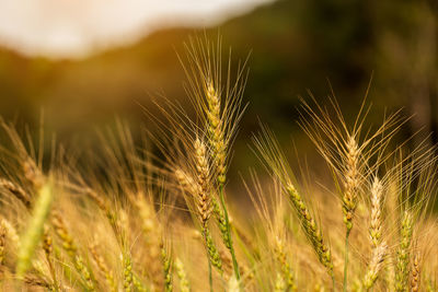 Close-up of wheat growing on field