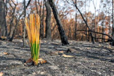 Fresh grass tree, xanthorrhoea leaves growing in a forest near sydney after bushfires in 2019.