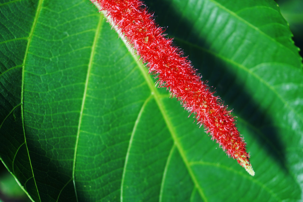 CLOSE-UP OF RED LEAF