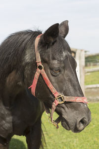 Close-up of horse on field