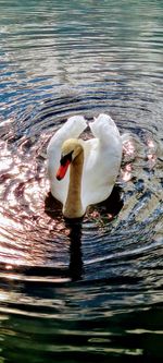 Swan swimming in lake