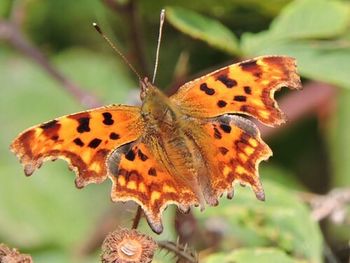Close-up of butterfly on leaf