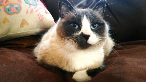 Close-up portrait of cat lying at home