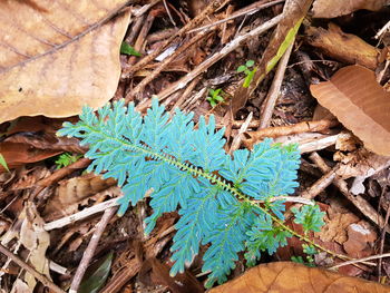 High angle view of leaves on field