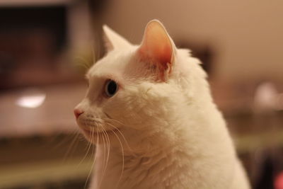 Close-up portrait of white cat