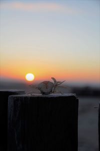 Close-up of bird perching on wooden post at beach during sunset