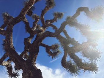 Low angle view of palm tree against sky
