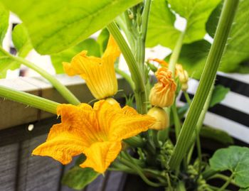 Close-up of yellow flowering plant