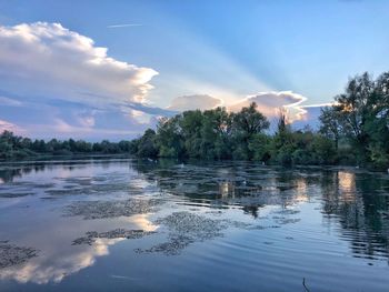 Trees reflecting on lake