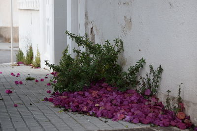 Flower plants growing on footpath against wall