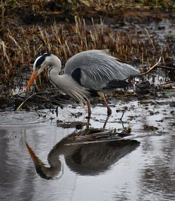Side view of a bird in water