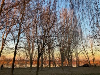 Bare trees on field against sky