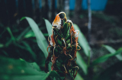 Close-up of wilted plant