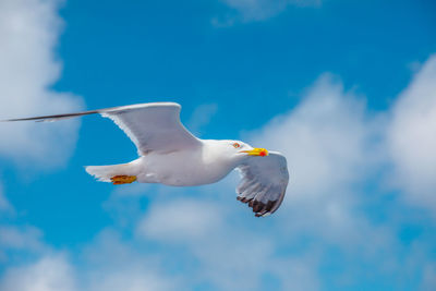 Low angle view of seagull flying in sky