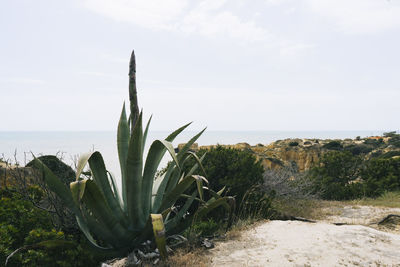 Cactus growing by sea against sky