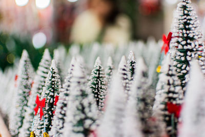 Close-up of plants during winter