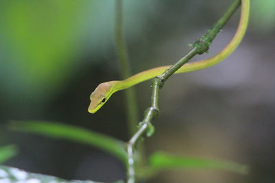 Close-up of insect on leaf