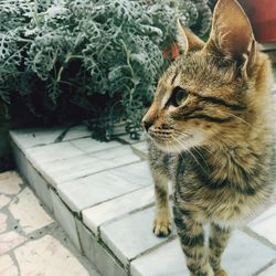 High angle view of cat