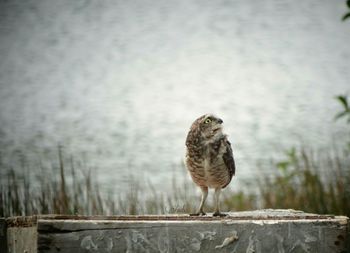 Bird perching on white background